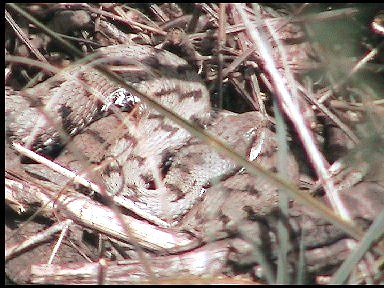 Vipera aspis